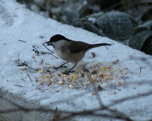 Coal Tit I think