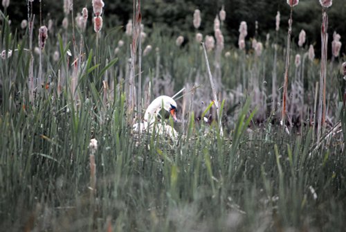 Rainton Meadows