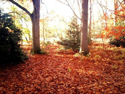 Woodland Scene, Virginia Water Lake, Surrey