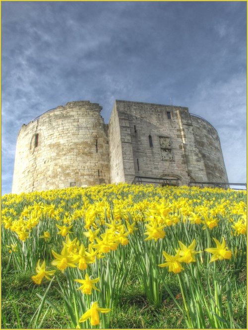 Daffodils, Clifford's Tower