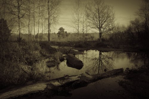 Winter Wonderland - Snelsmore Common, Newbury, Berkshire