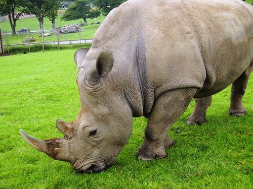 Longleat House & Safari Park