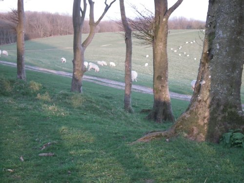 Chanctonbury Ring