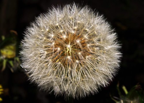 Dandelion, Colnbrook