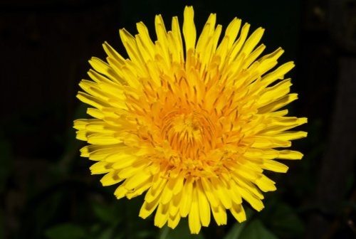 Yellow Dandelion, Colnbrook