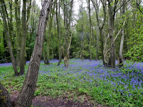 The Woods With Bluebells