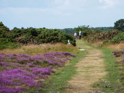 Nature Walk on Dunwich Heath