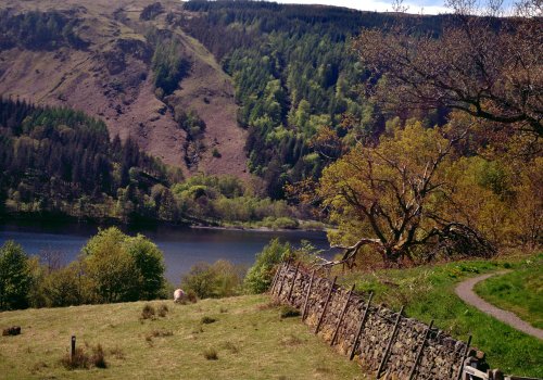 Grazing over Grasmere