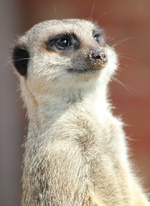 Woodside Meerkat 2