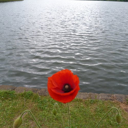 Poppy at Worsbrough Mill Dam