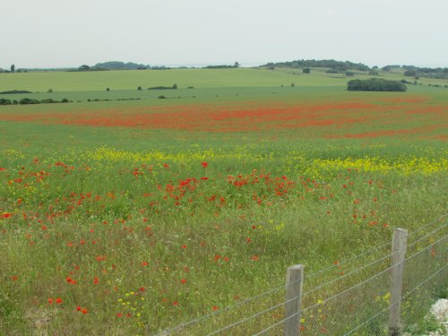 Countryside view