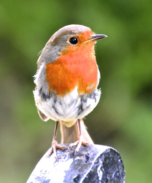 Robin red breast