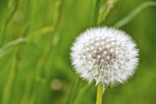 Dandelion