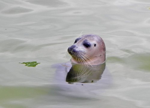 Seal