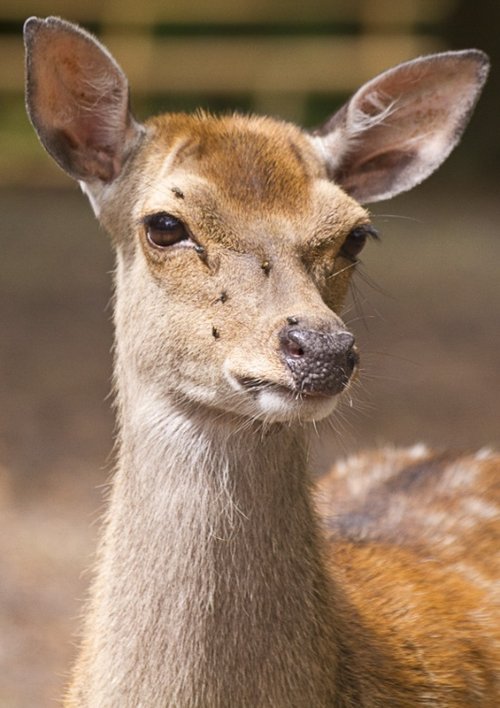 Red Deer at New Forest Wildlife Park