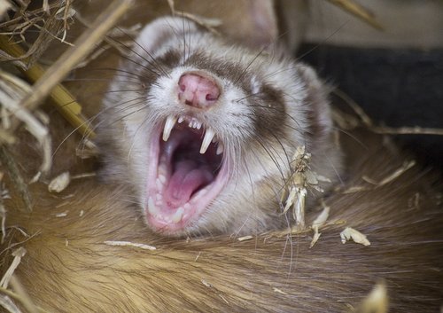 Ferret at New Forest Wildlife Park