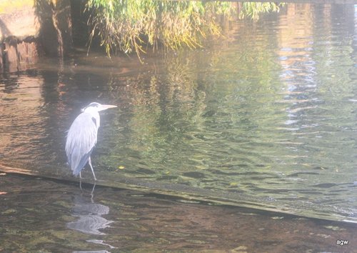 Heron on river