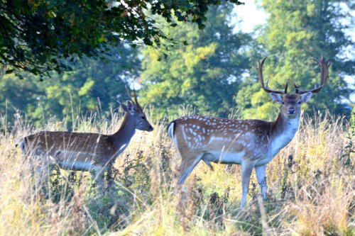 Fallow deer