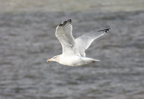 Seagull over Felixtowe