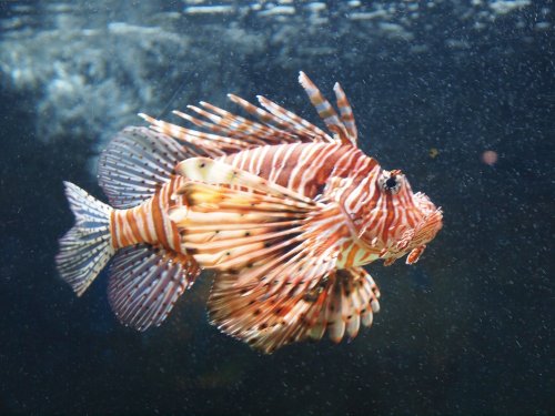 National Marine Aquarium, Plymouth