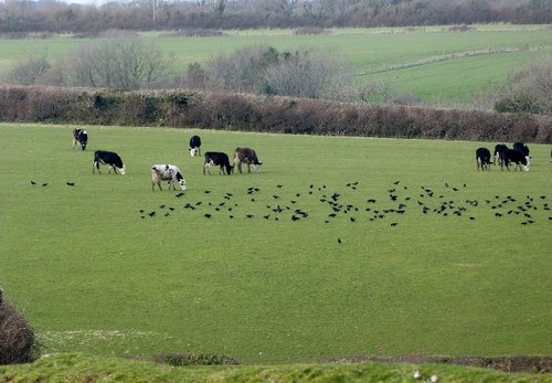 Branscombe