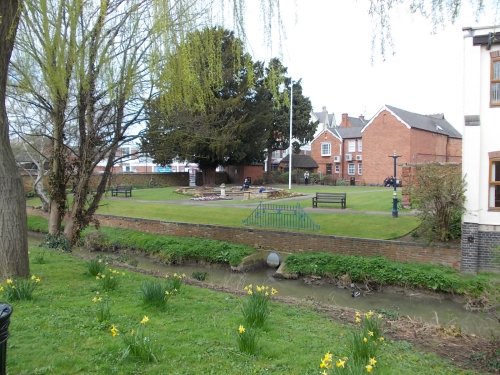 Daffodils, River Welland, Royal British Legion Garden of Rememberance