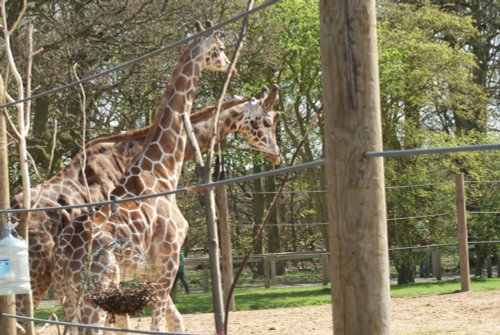 Yorkshire Wildlife Park