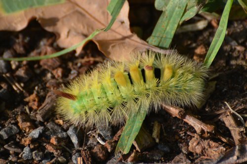 Pale Tussock moth caterpillar