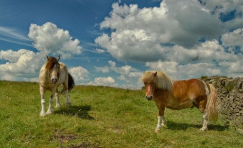 horse on Witer hill Bolton