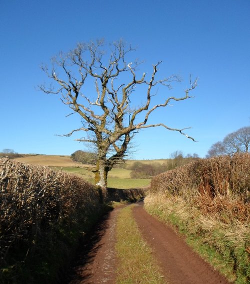 Old tree near Trecastle
