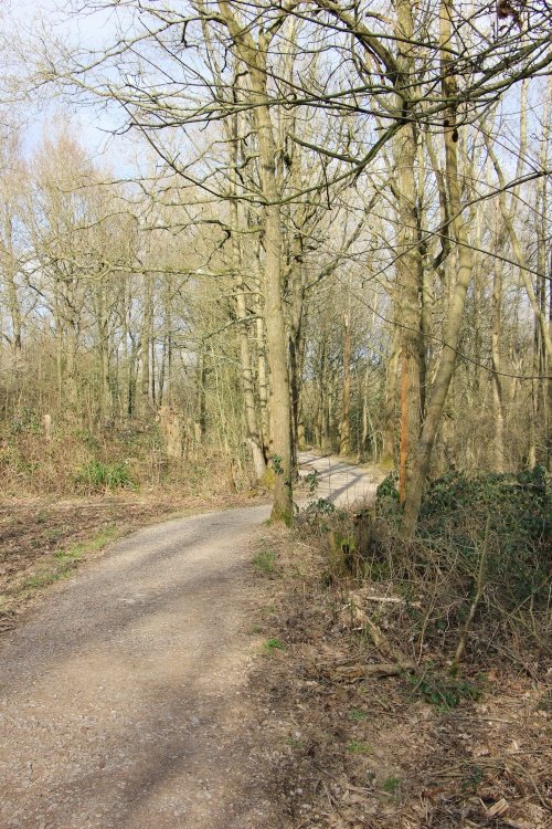 The Way Through The Woods