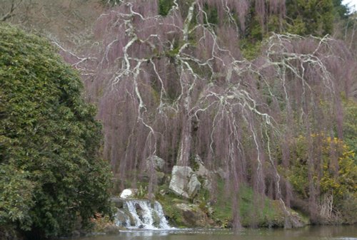 Sheffield Park Garden 27th March 2015