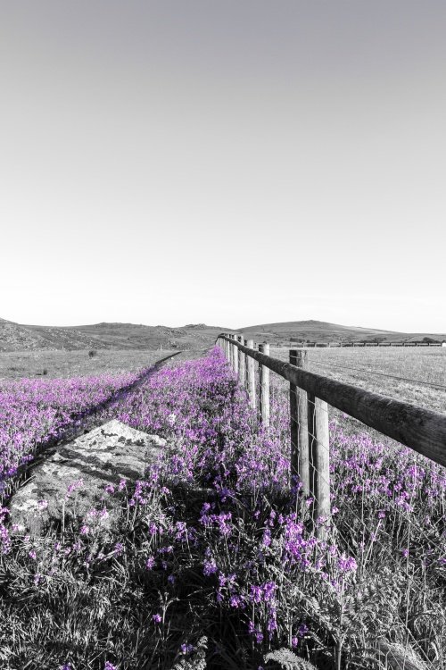 Blue Bell Landscape - Dartmoor National Park