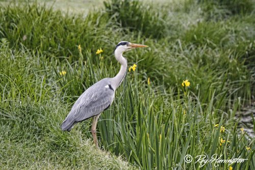 Stork at Gravesend  Prom Lake