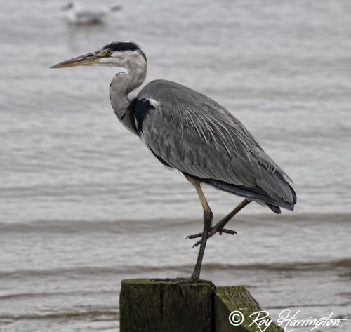 Heron at the Promenade