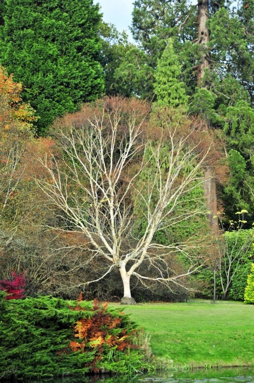 Sheffield Park & Garden