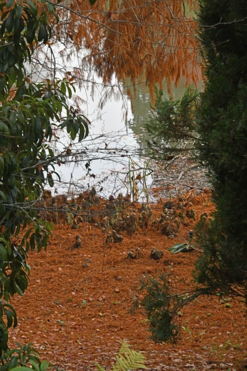 Sheffield Park & Garden