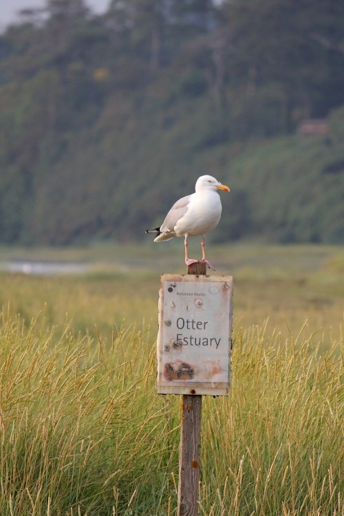 Gull on notice