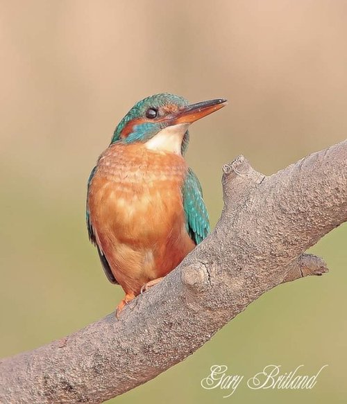 Kingfisher , Accrington