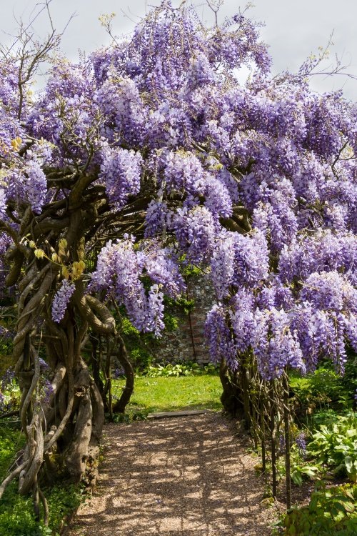 Wisteria in bloom at Greys Court