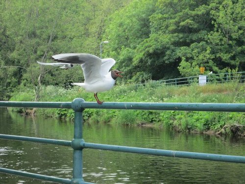 Noisy seagulls