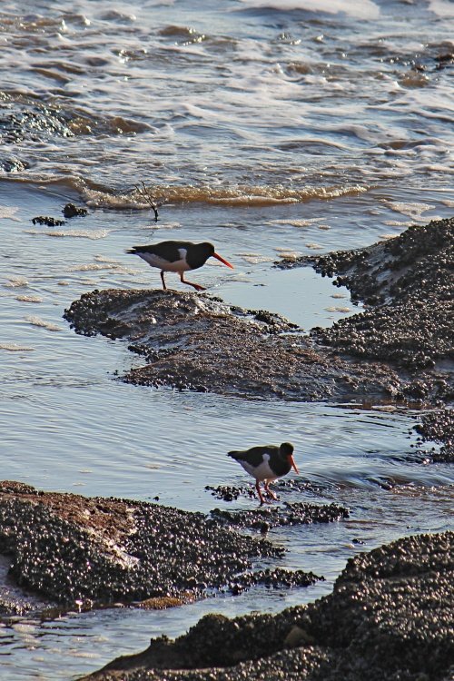 Sidmouth oystercatchers