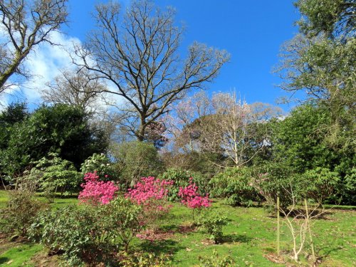 Caerhays Castle & Gardens