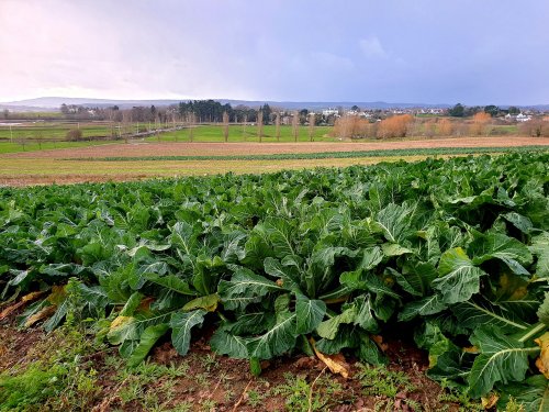 Dart's Farm, Topsham