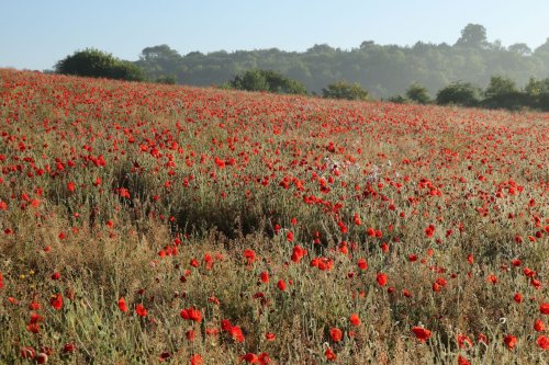 Poppy field