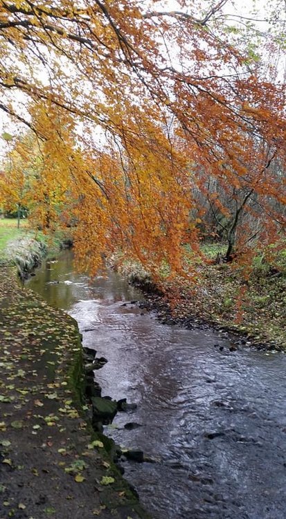 Autumn at Burnside