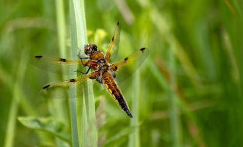 Four Spotted Chaser