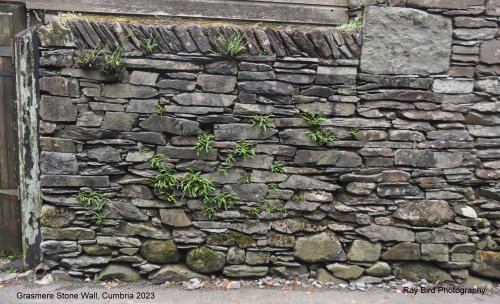 Grasmere