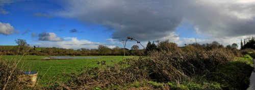 20240224 The lake and firs from Frogmore Road