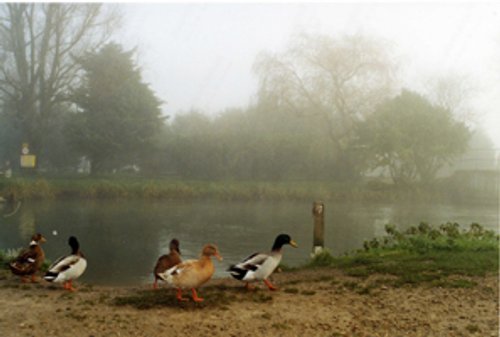 Ducks in the mist